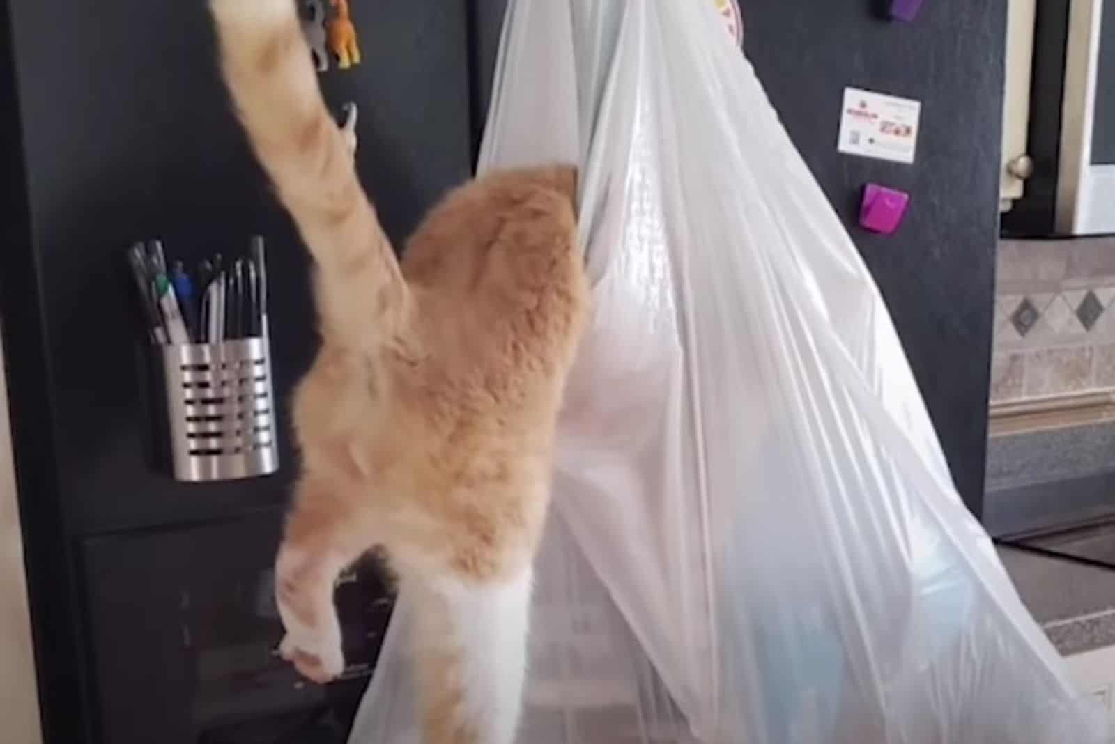 photo of Trekkie digging through trash bag