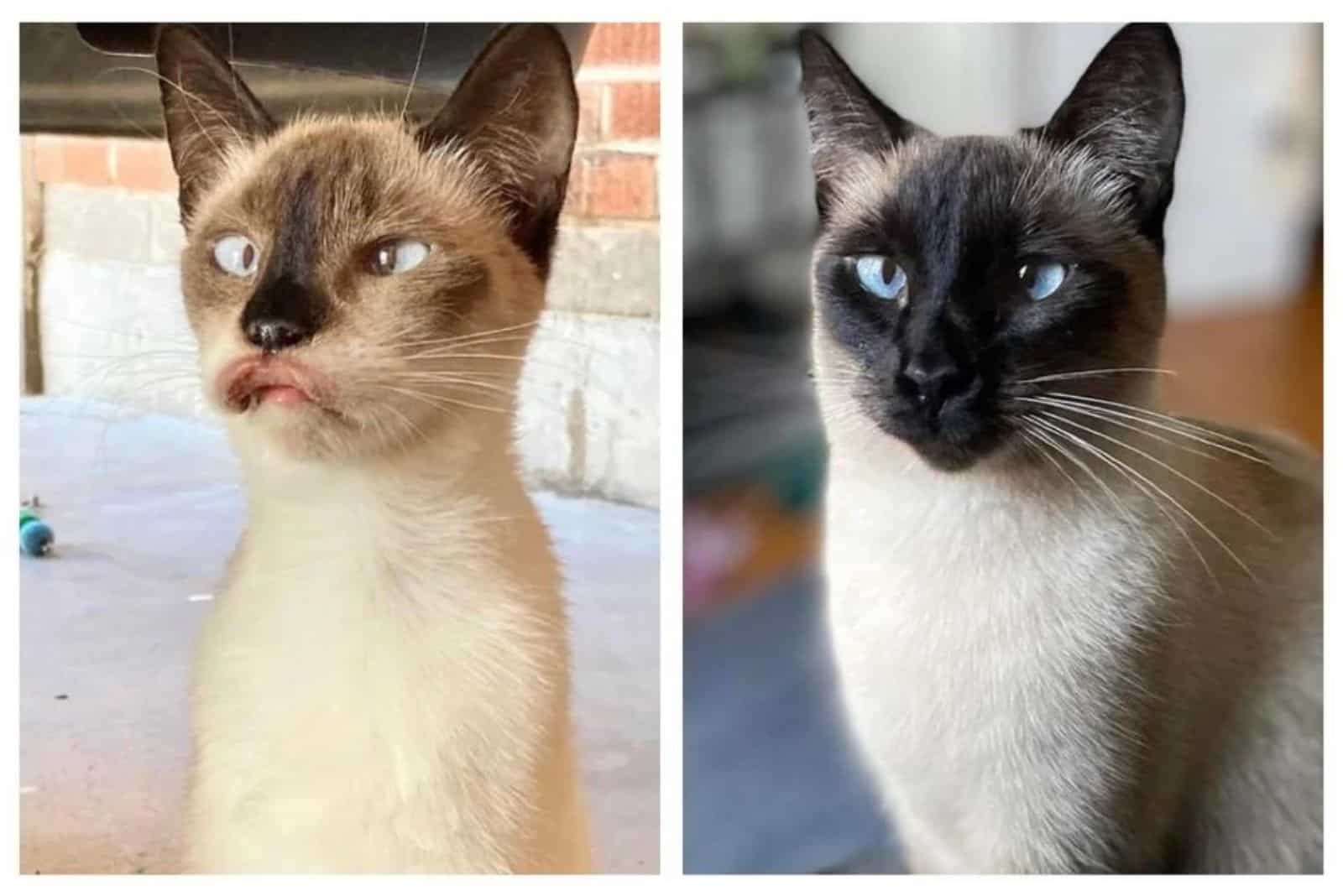 photo of a beautiful cat before and after adoption