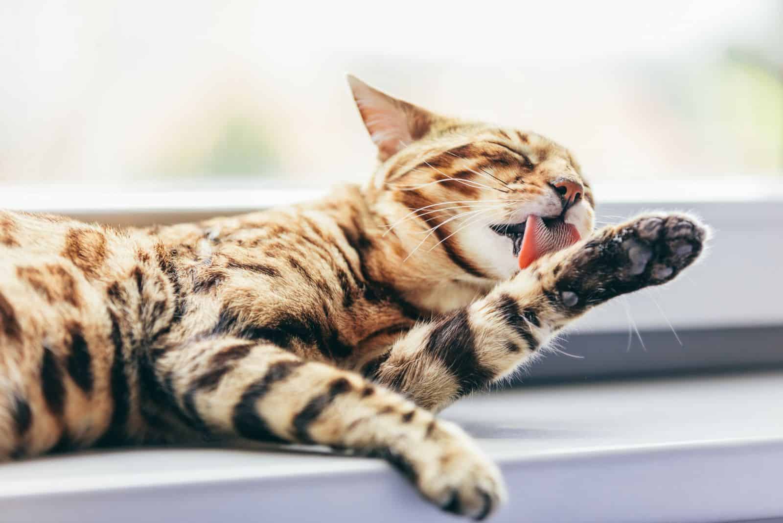 photo of a cat lying and licking its paws