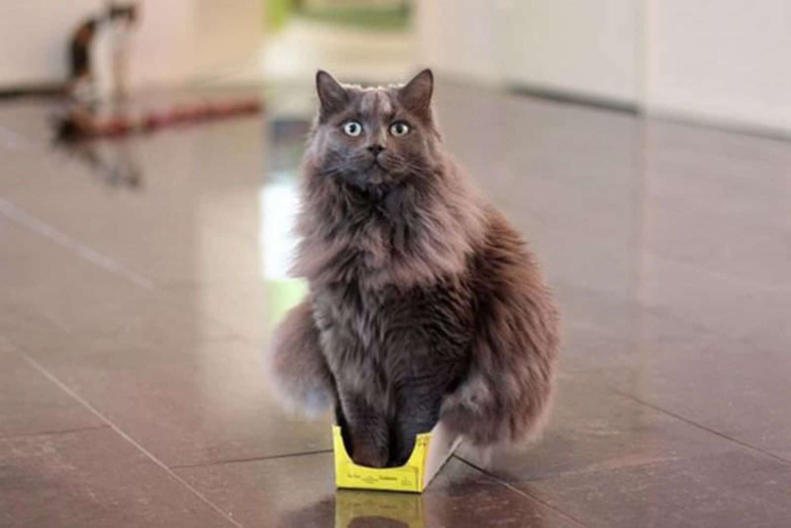 photo of a cat sitting in a box