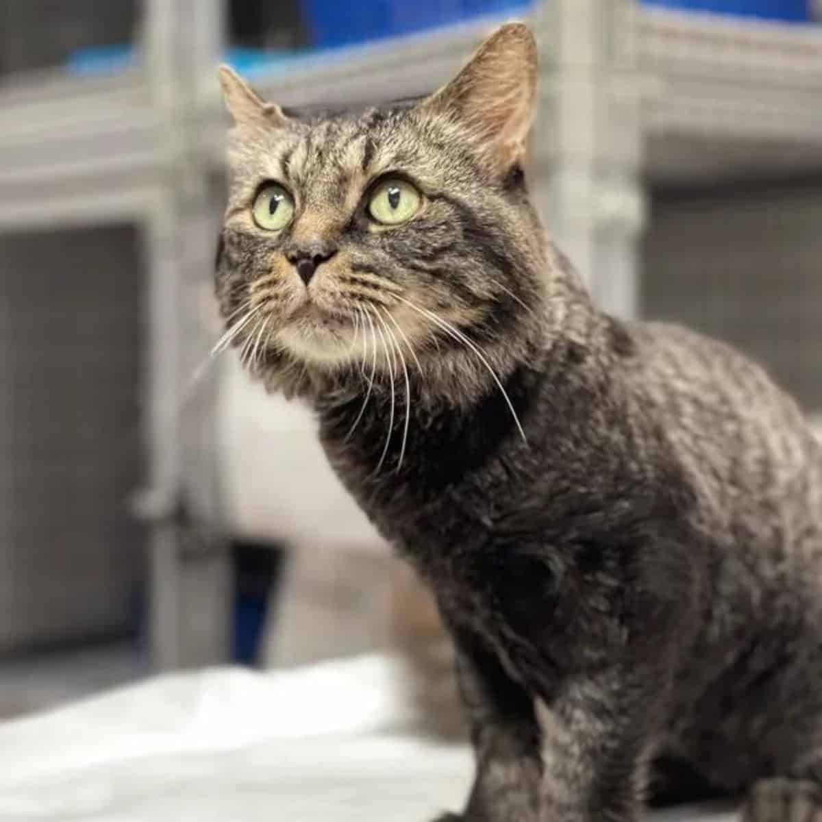 photo of a gray cat sitting