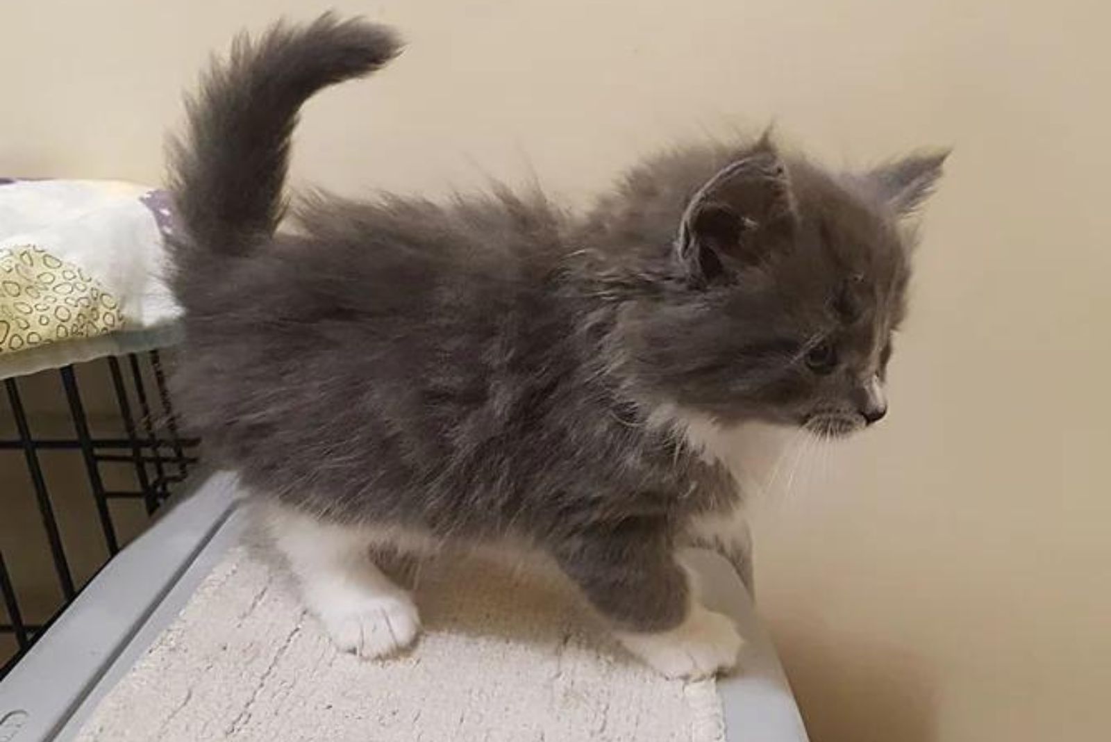photo of a grey tuxedo kitten