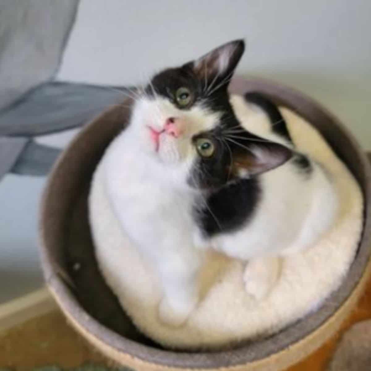 photo of a kitten sitting and looking up