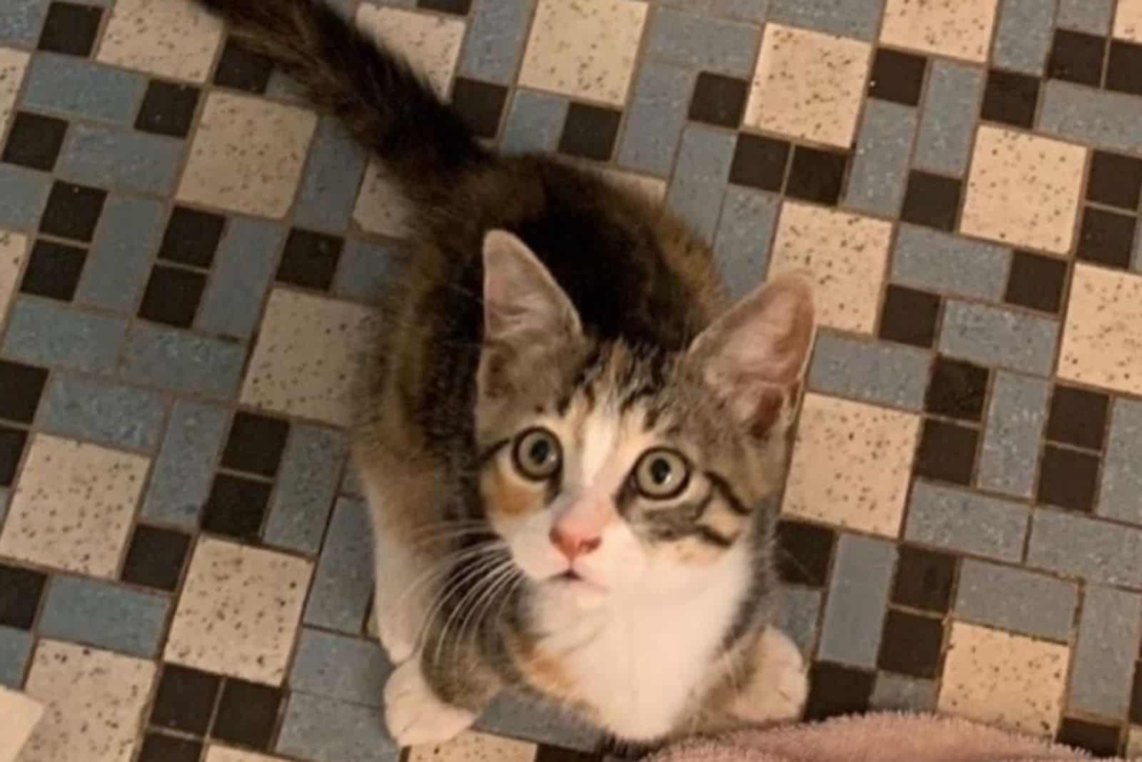 photo of an adorable kitten who snuck into a pizza shop