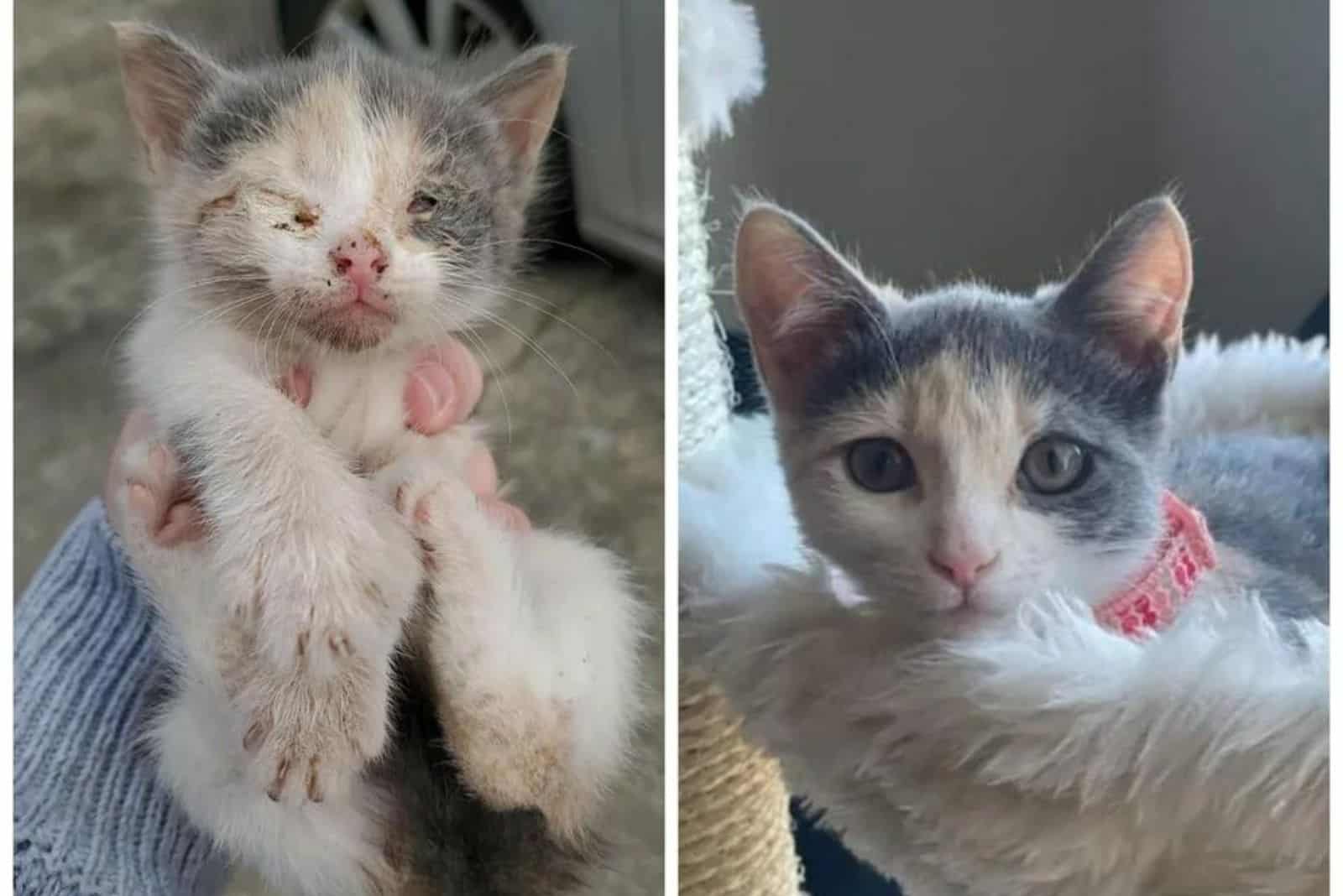 photo of cat Pearl before and after adoption