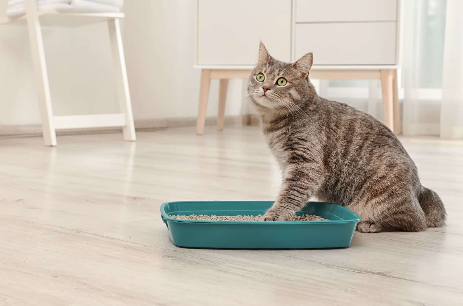 photo of cat and litter box