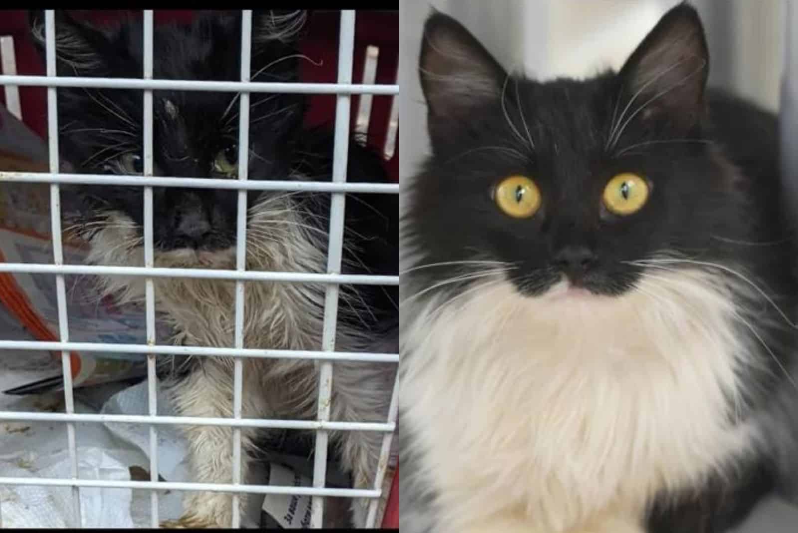 photo of cat called Misty before and after adoption