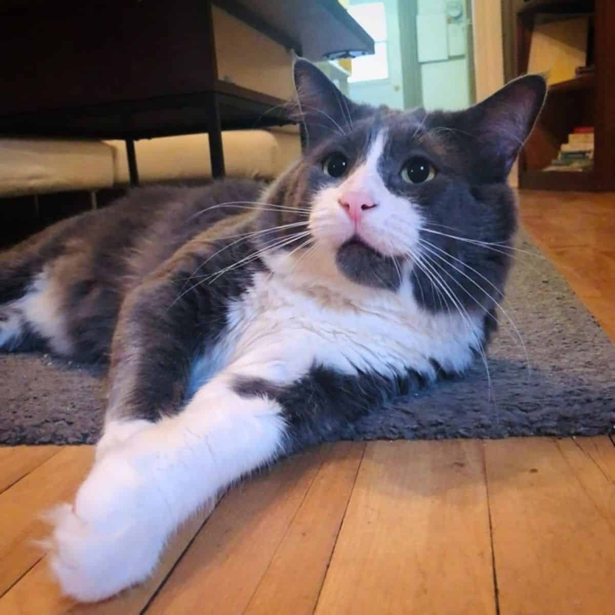 photo of cat lying on the carpet