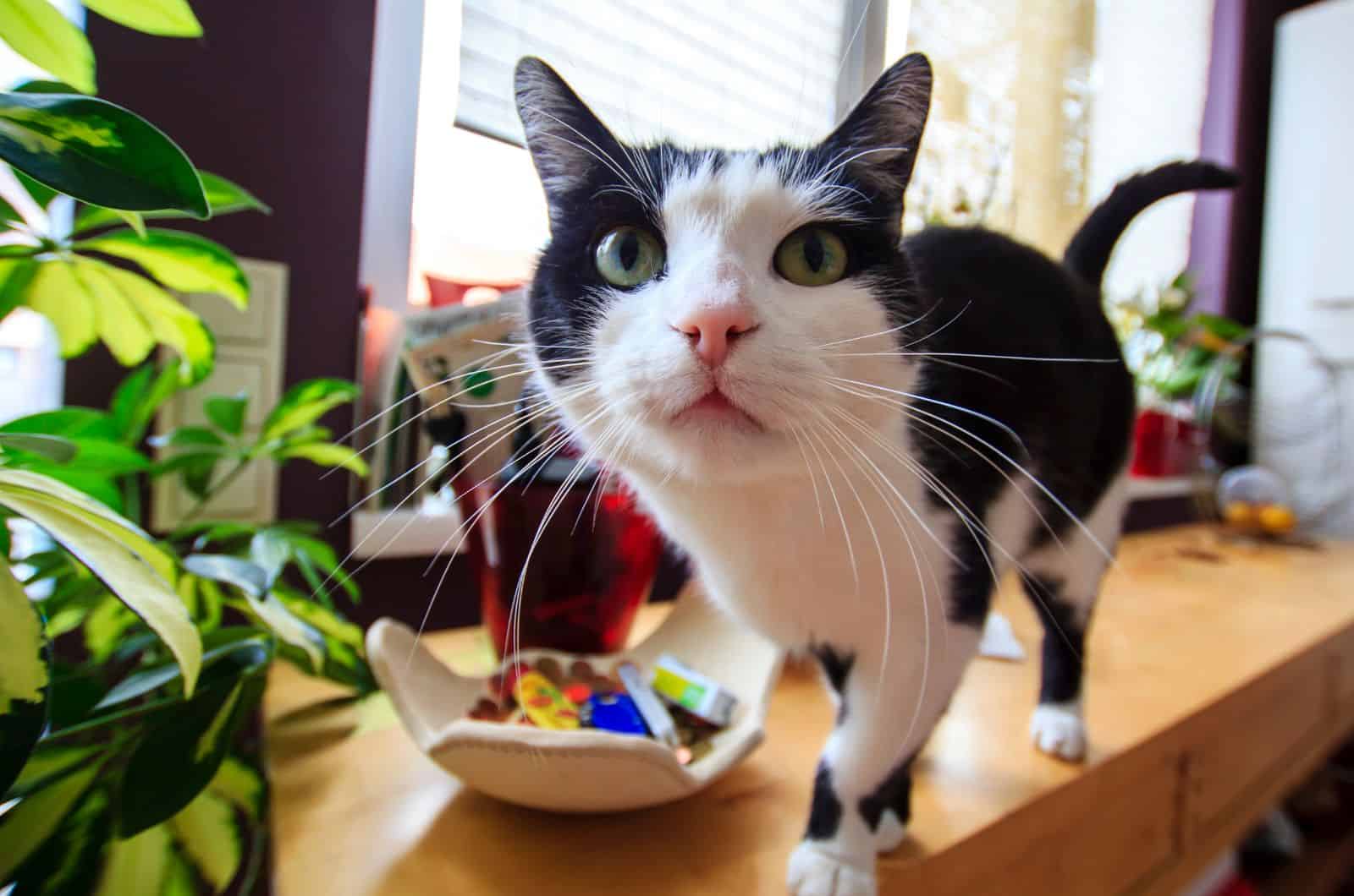 photo of cat on a counter