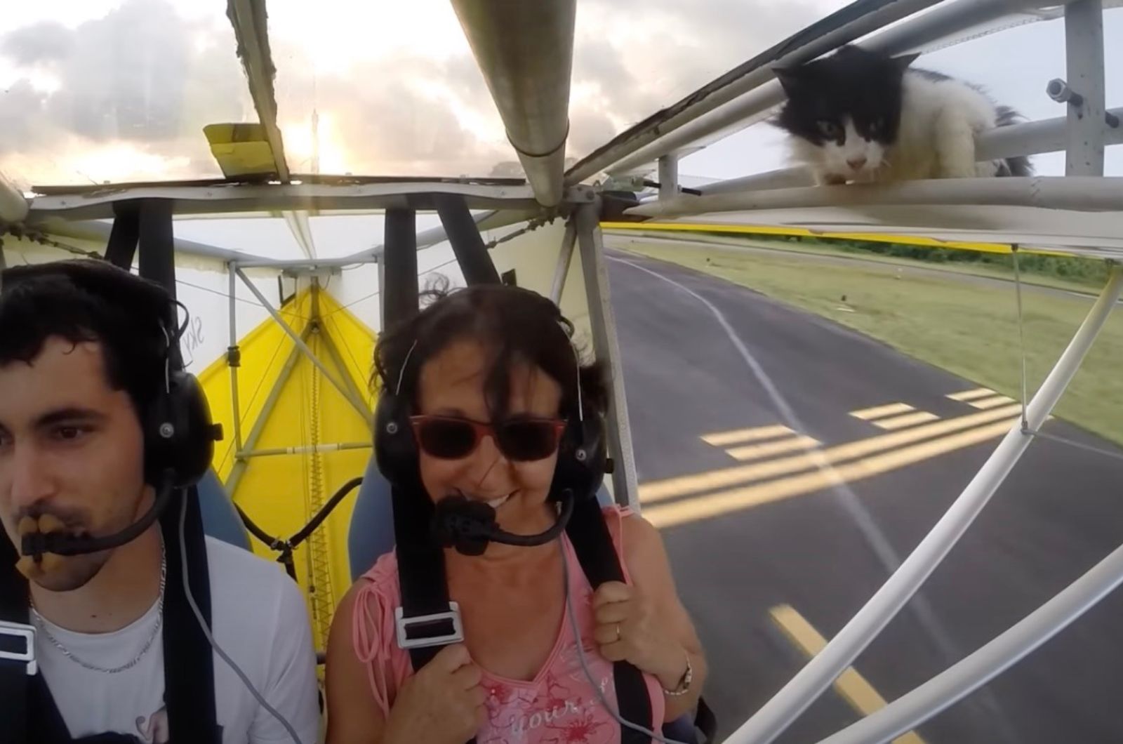 photo of cat on a plane wing