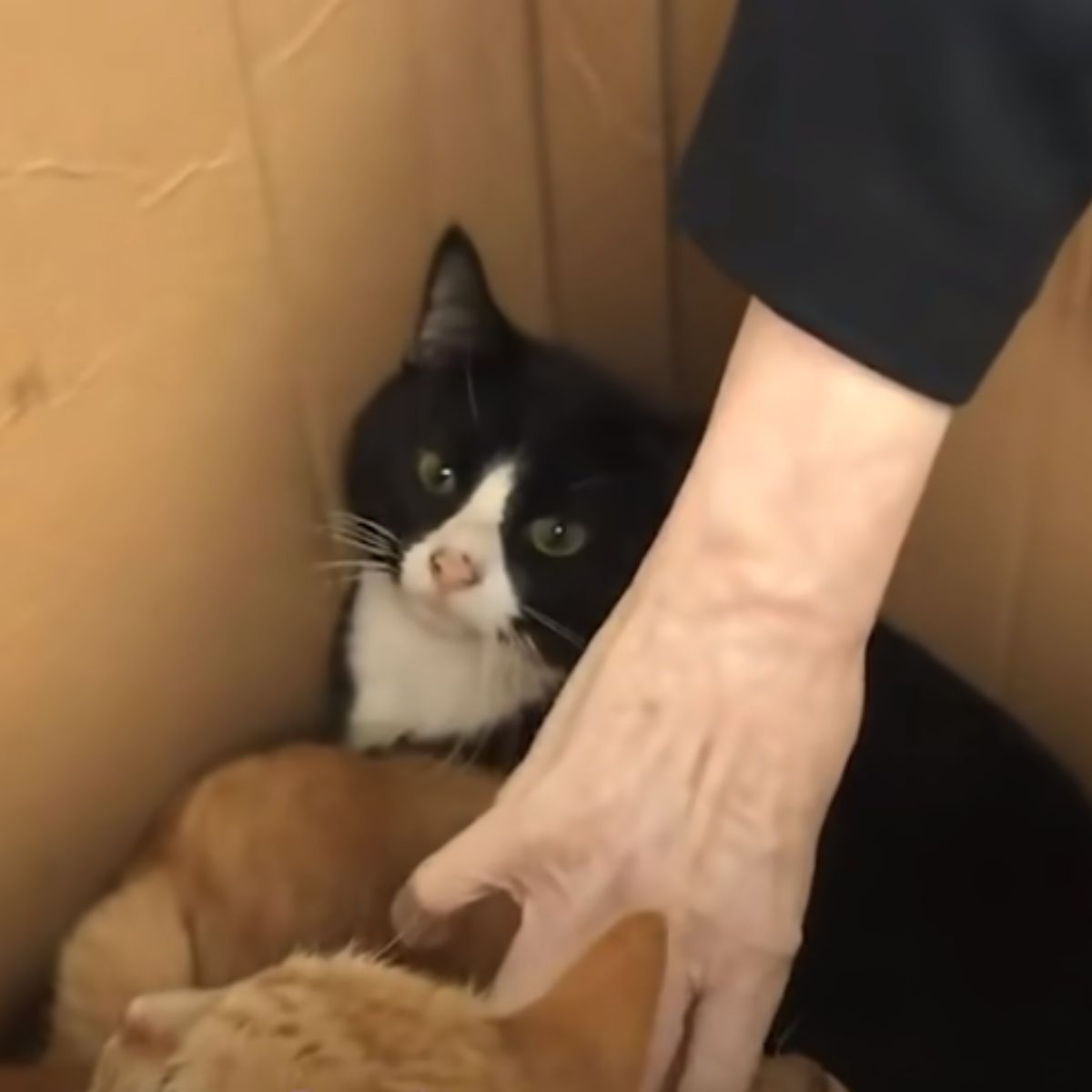 photo of cats in a box