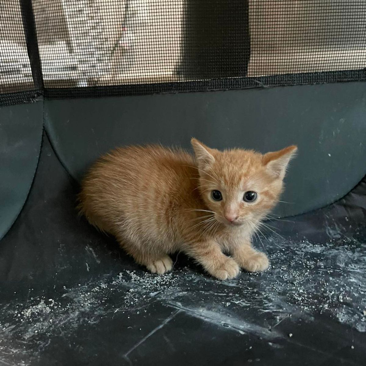 photo of ginger kitten