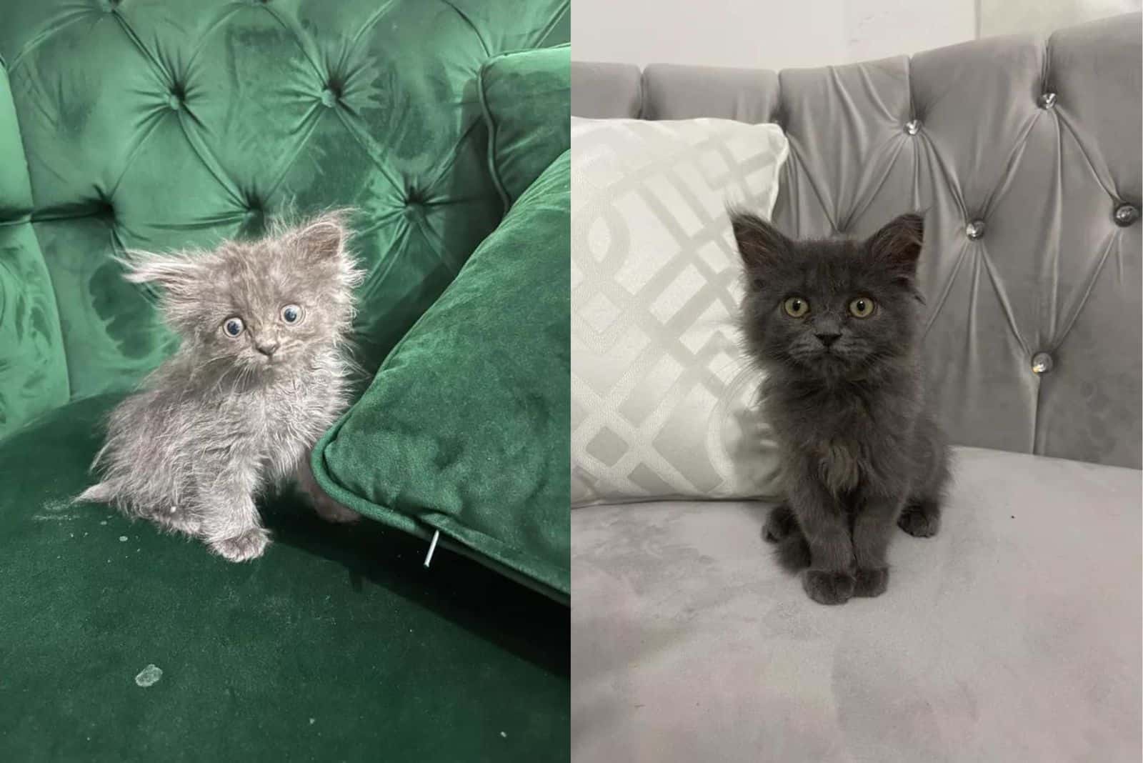 photo of gray cat before and after adoption