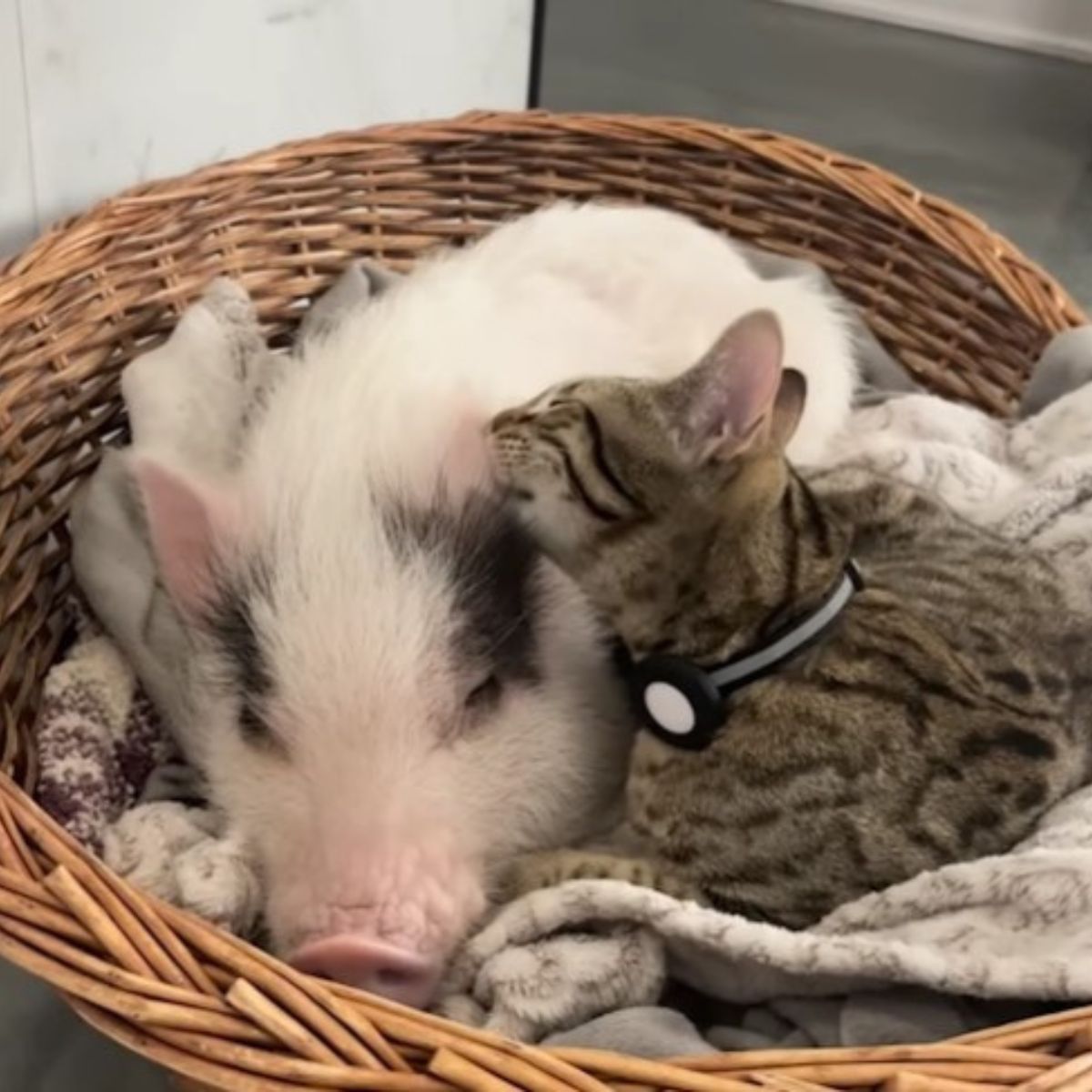 photo of kitten and piglet lying in wooden basket