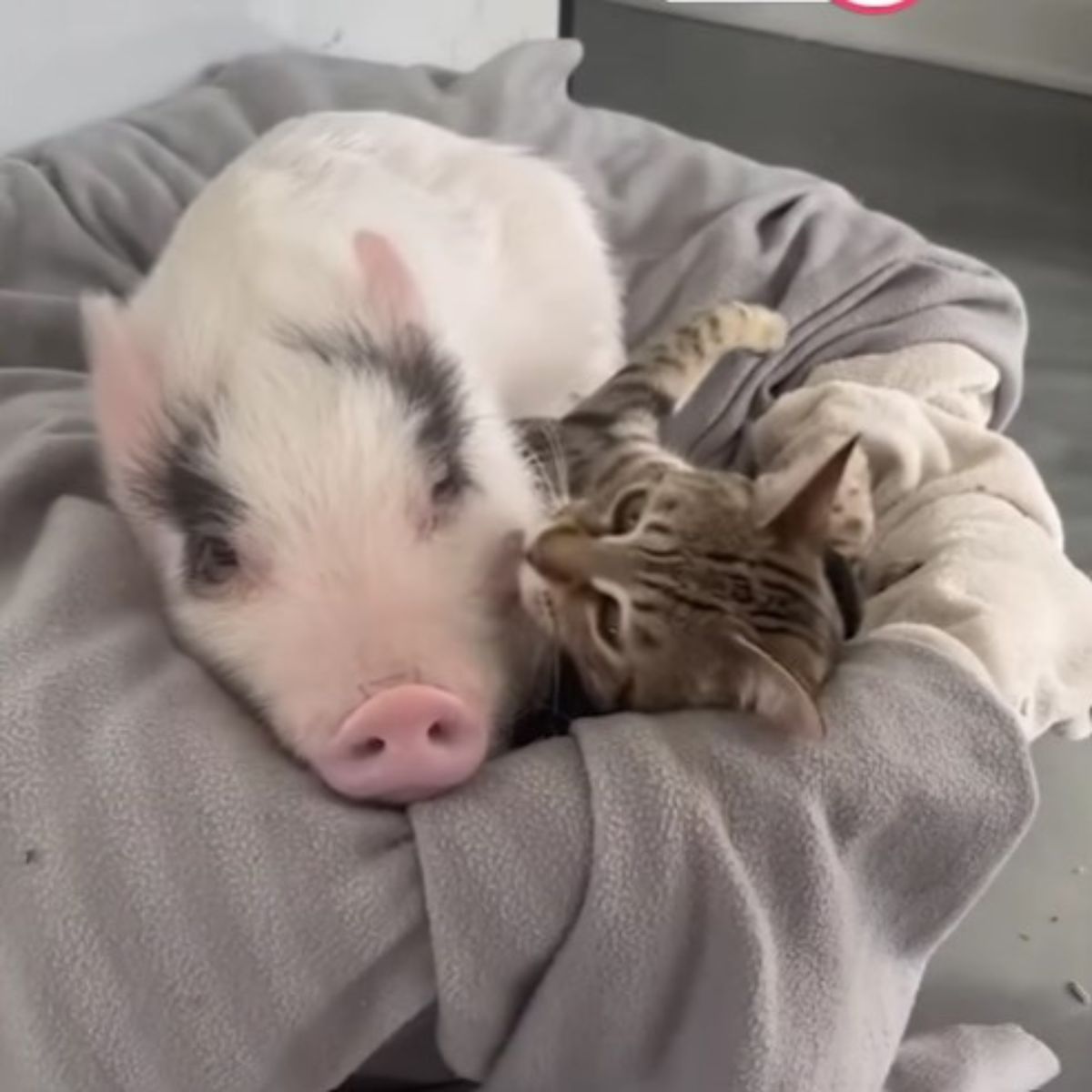 photo of kitten and piglet lying together