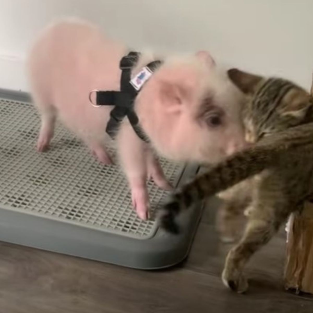 photo of kitten and piglet