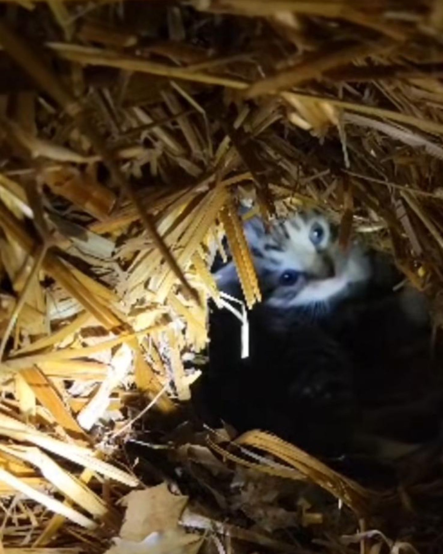 photo of kitten under porch