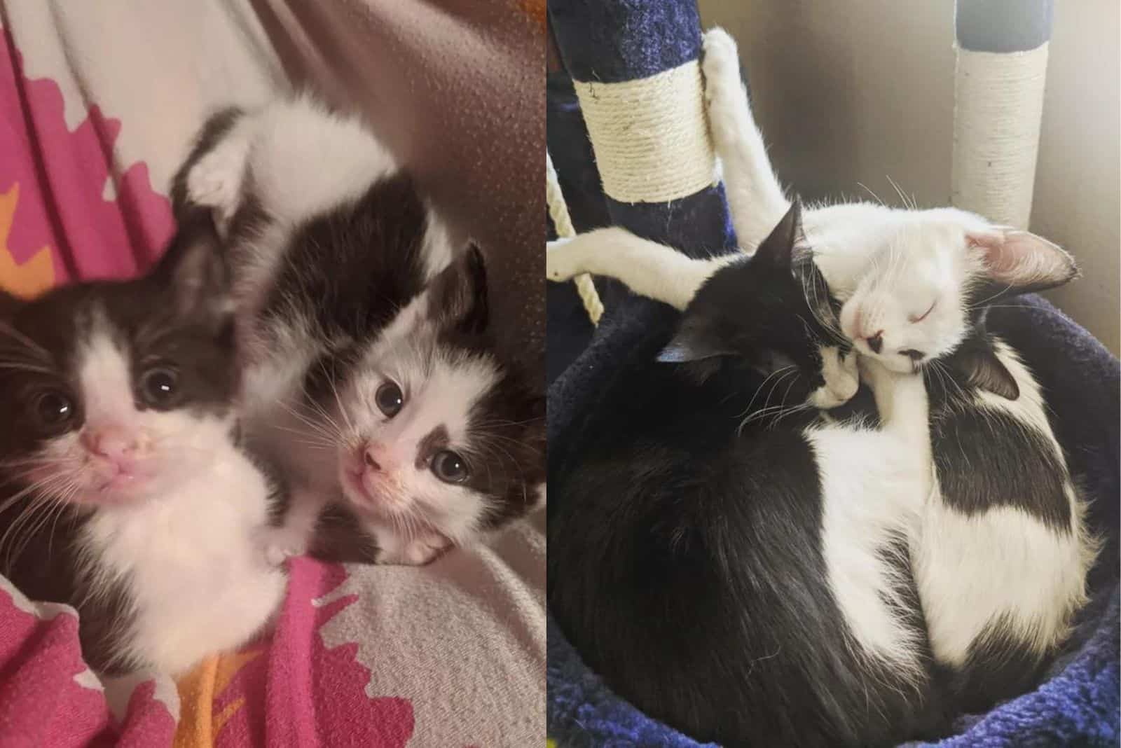 photo of two black and white cats before and after adoption