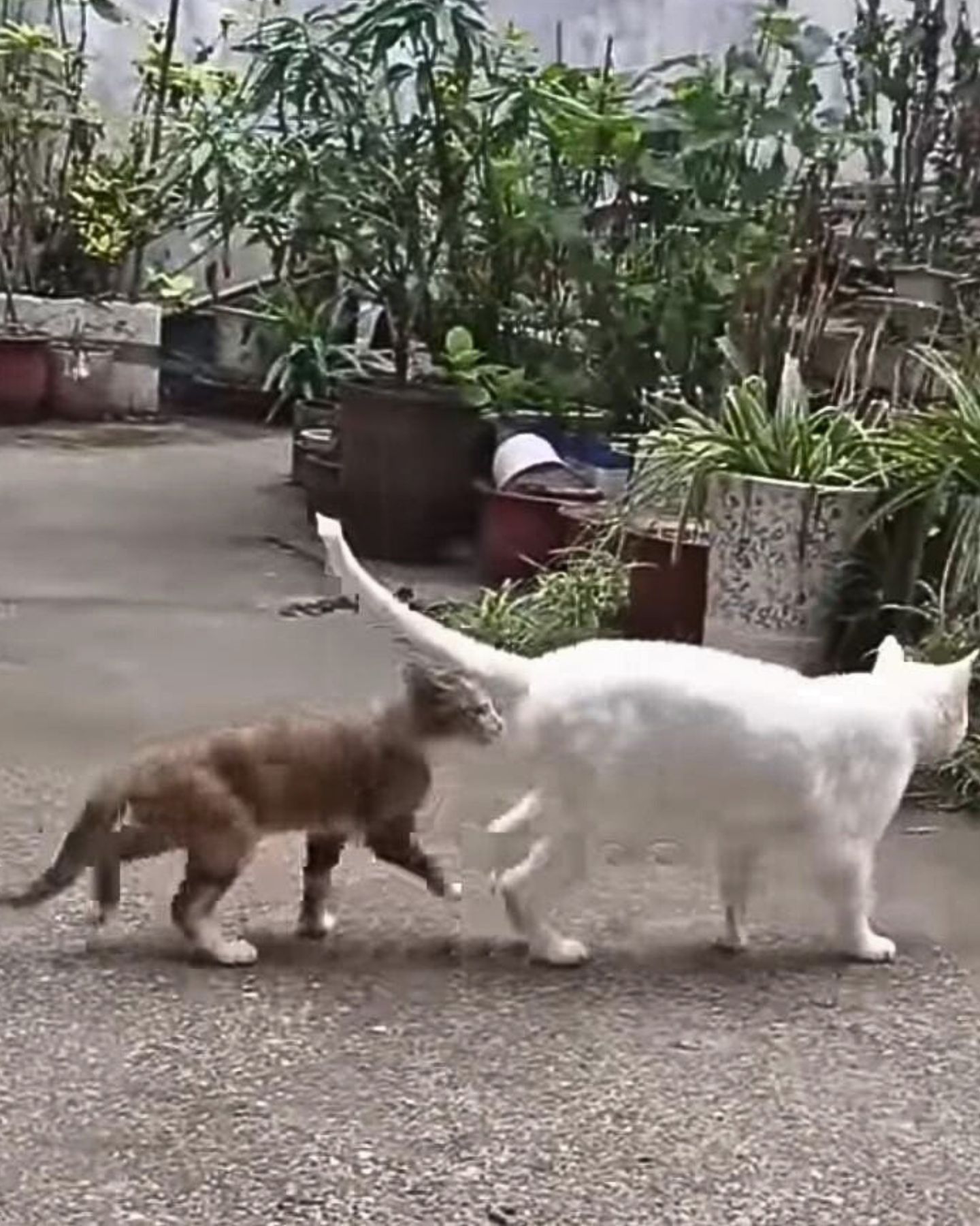 photo of two cats in the yard