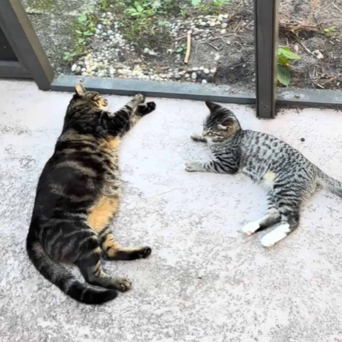 photo of two cats lying outside