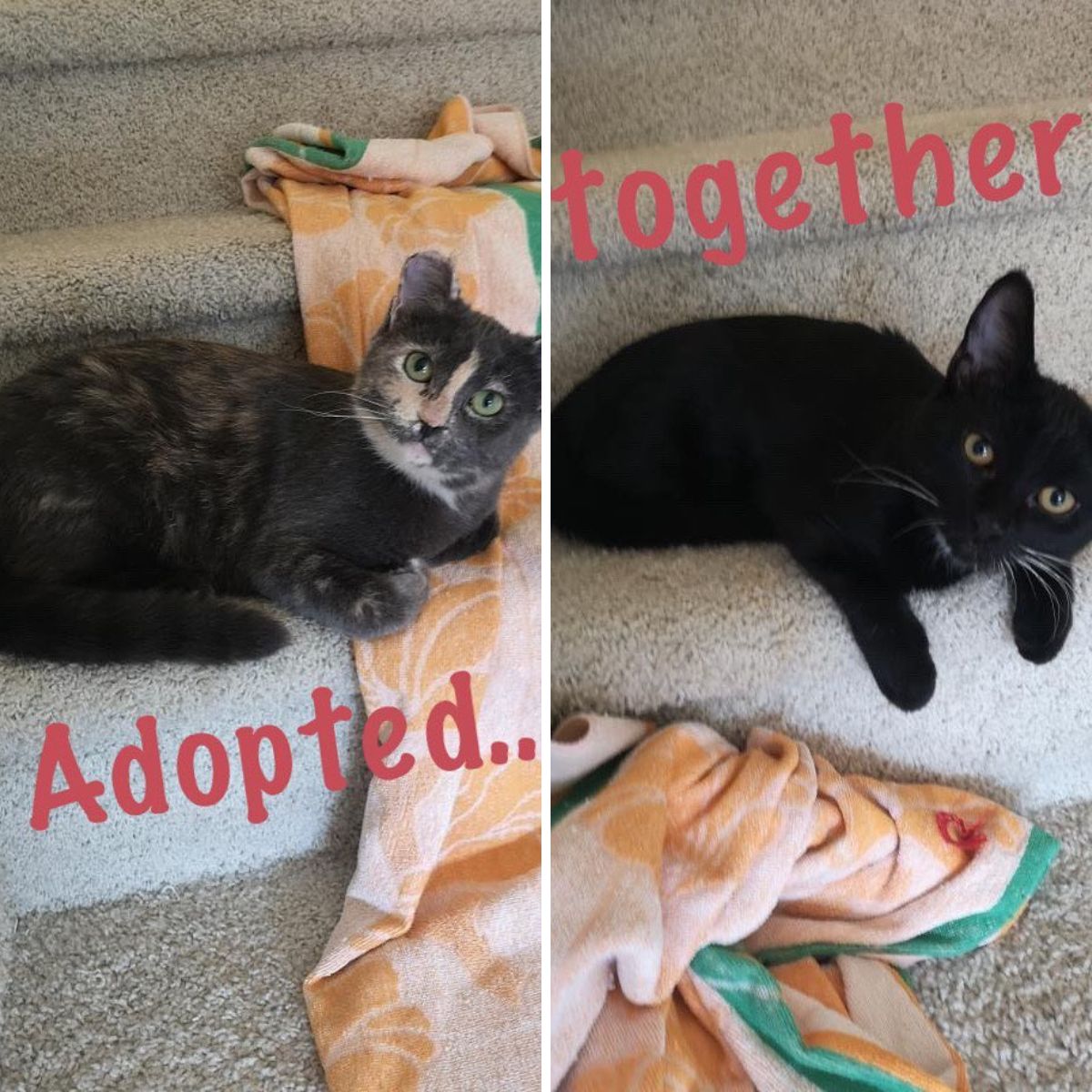 photo of two cats on stairs