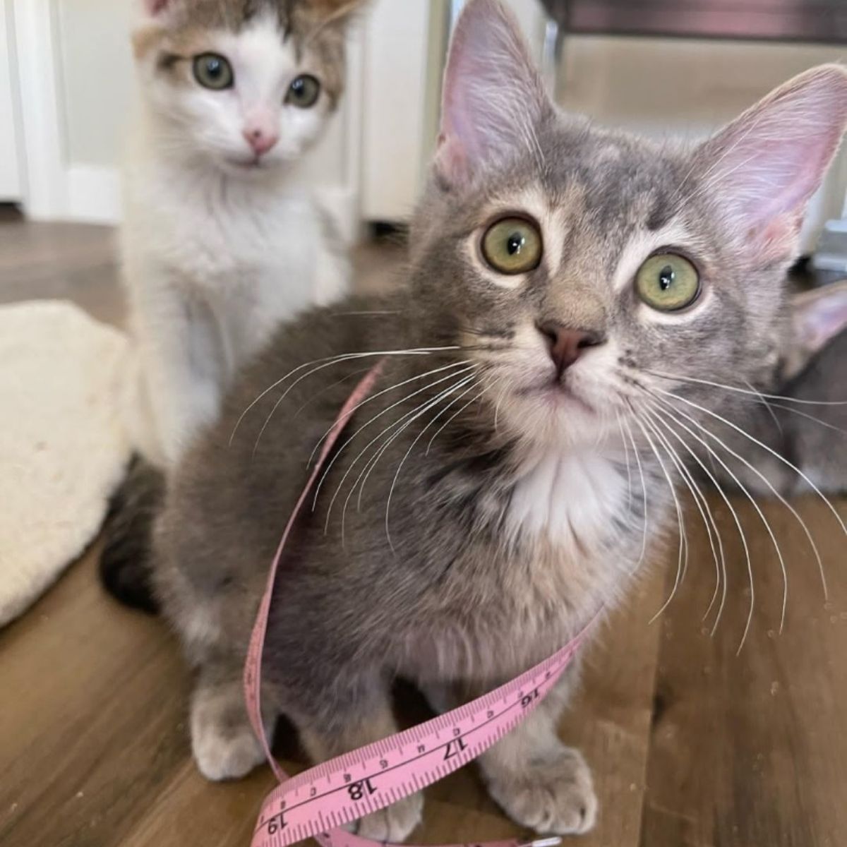 photo of two kittens sitting