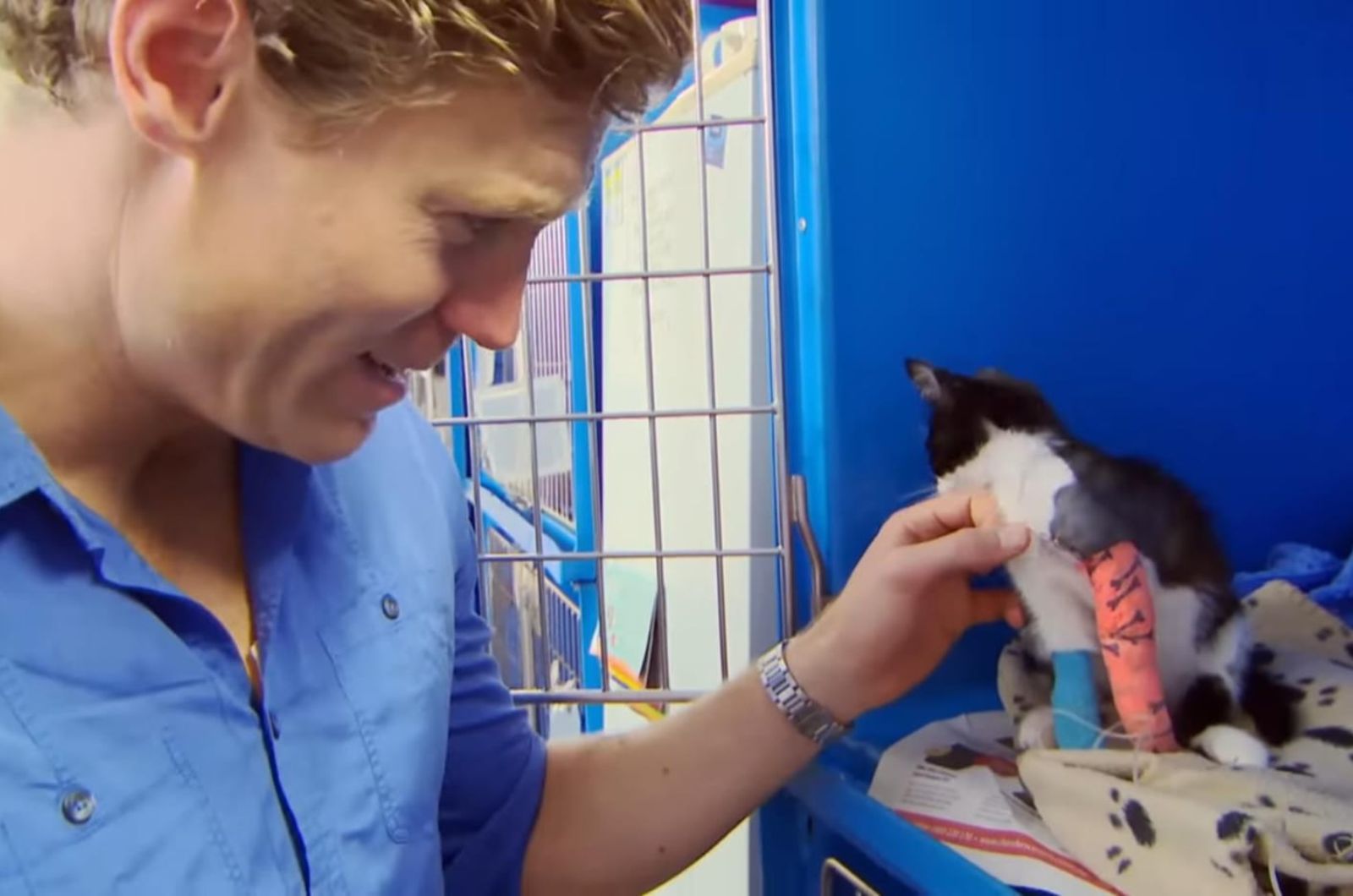 photo of vet checking on cat