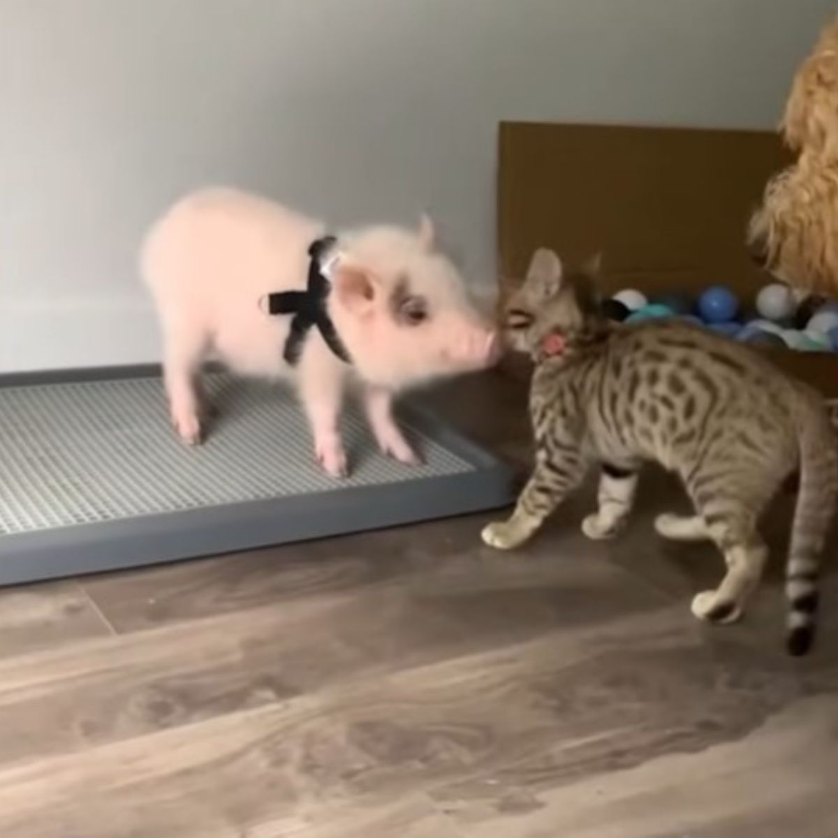 piglet and kitten indoors