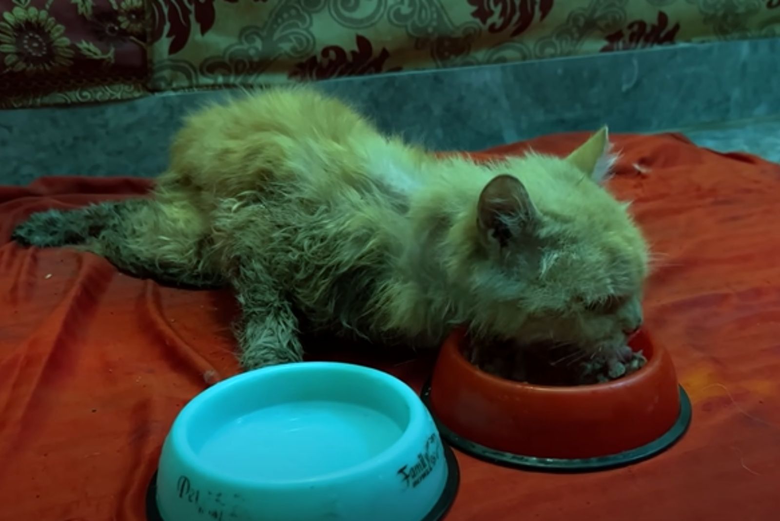 poor cat eats from bowl