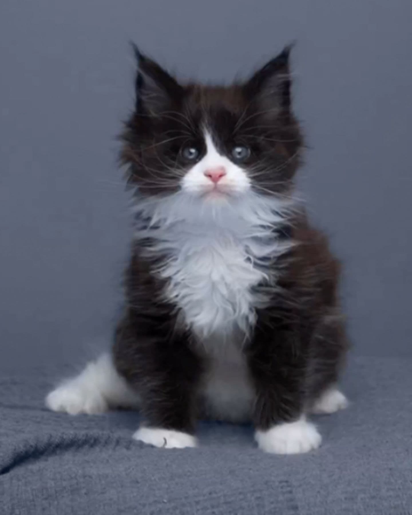 portrait of a Maine Coon cat