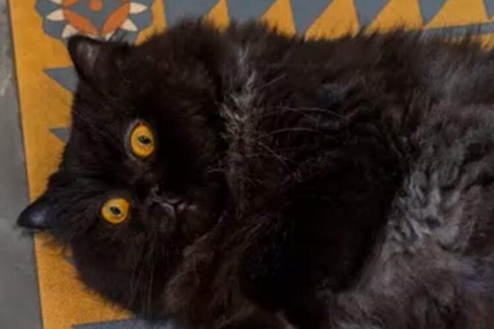 portrait of a black Persian cat with yellow eyes