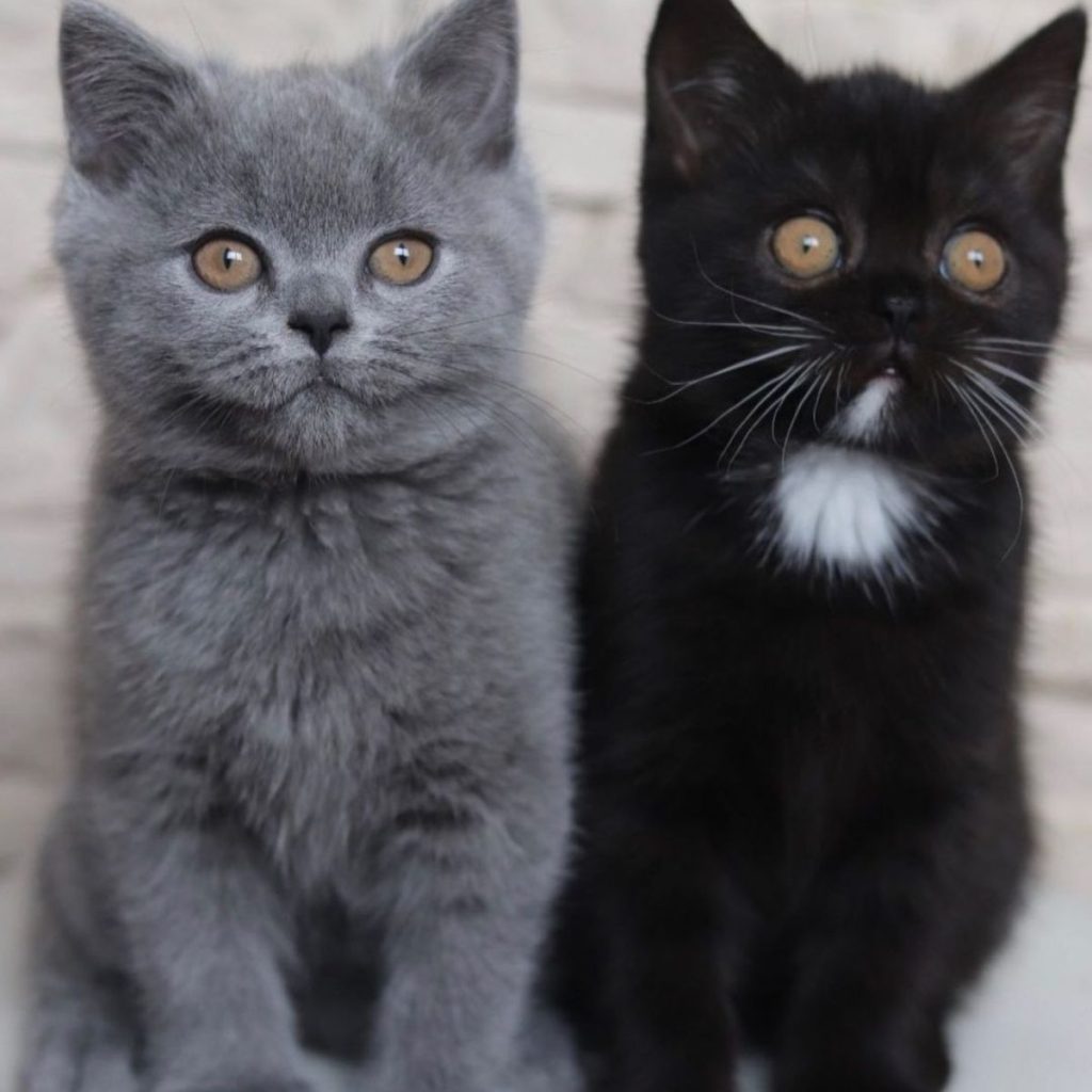 portrait of a black and gray cat sitting and looking at the camera