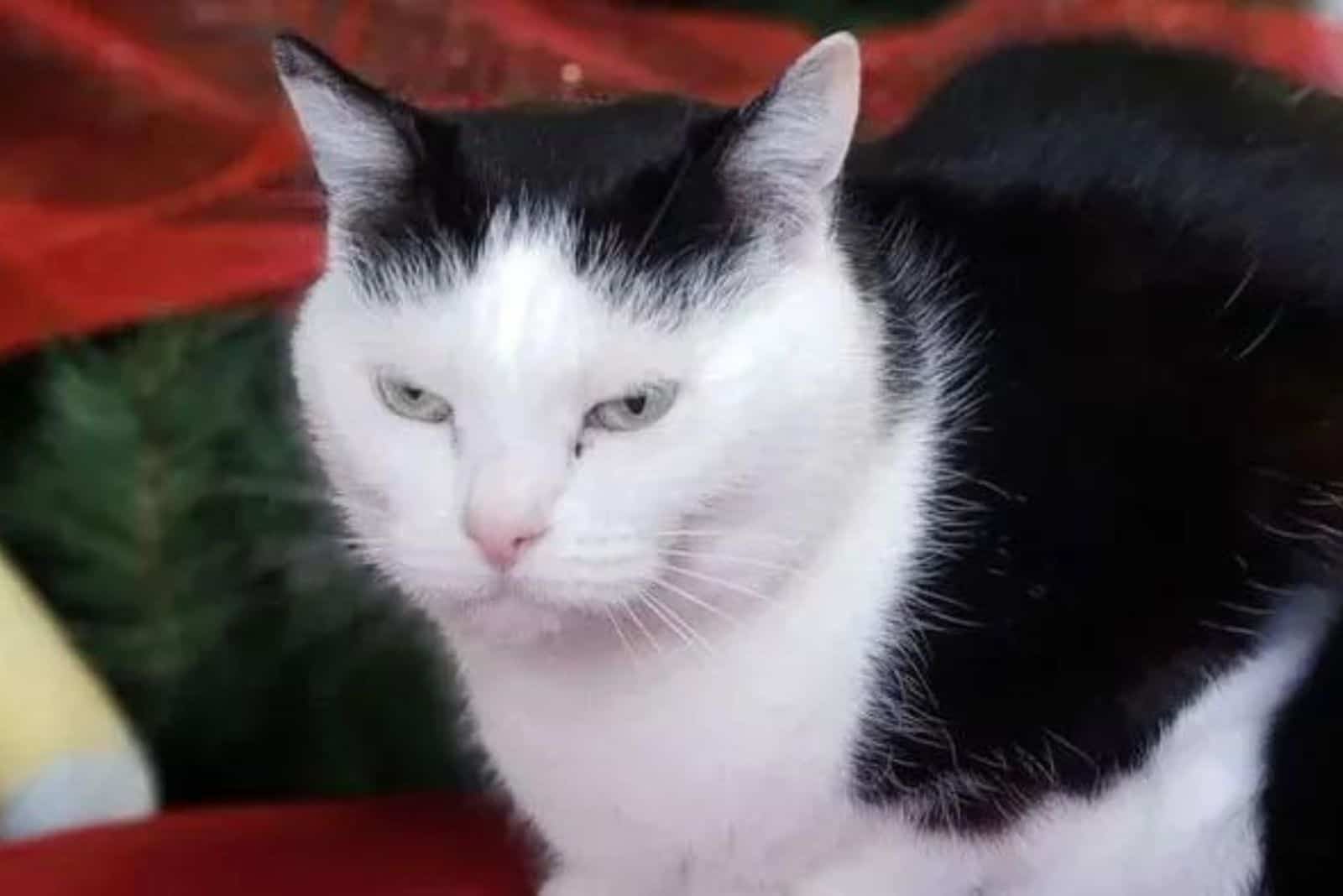 portrait of a black and white cat looking ahead