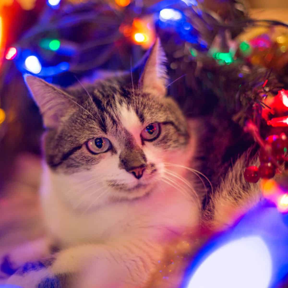 portrait of a cat among lighted lamps