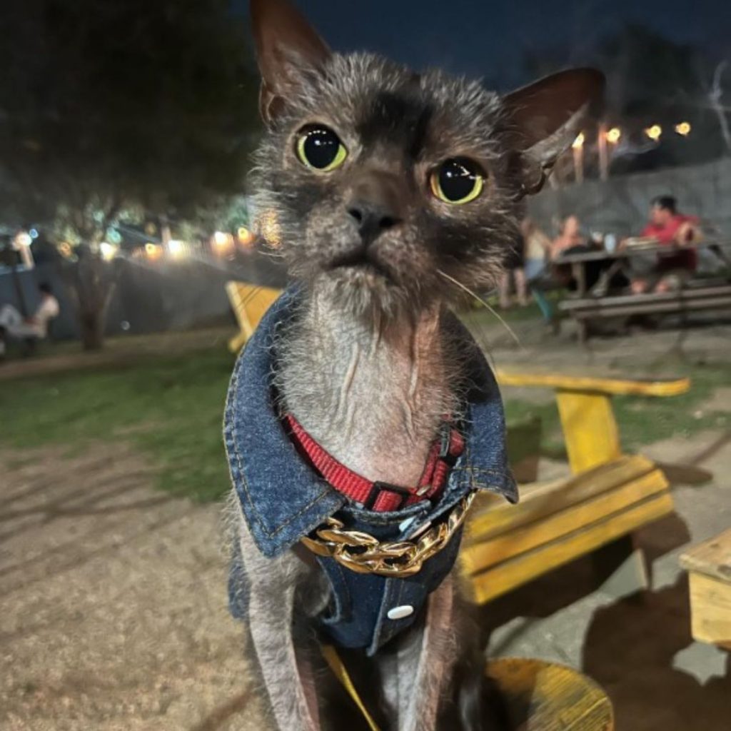 portrait of a cat in the park looking at the camera