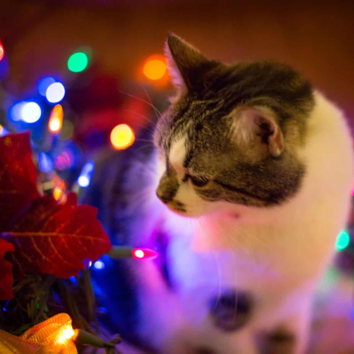 portrait of a cat looking at lamps