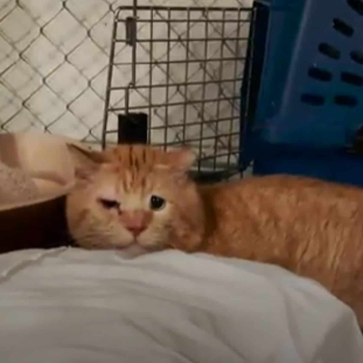 portrait of a cat lying in front of a cage