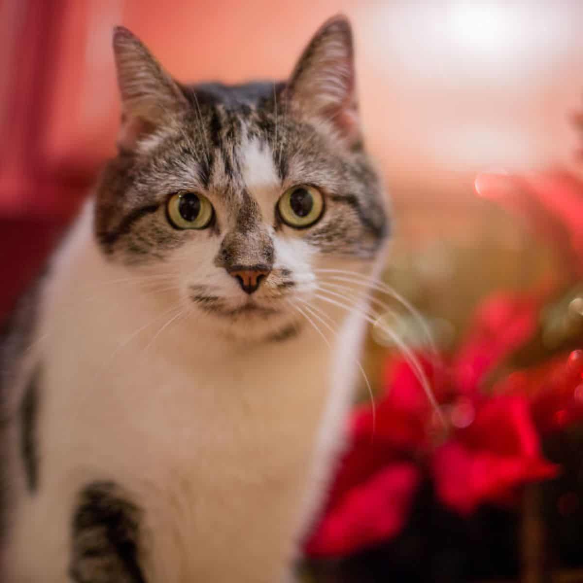 portrait of a cat sitting and looking intently at the camera