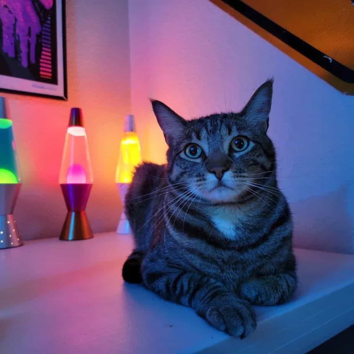 portrait of a cat sitting on a dresser