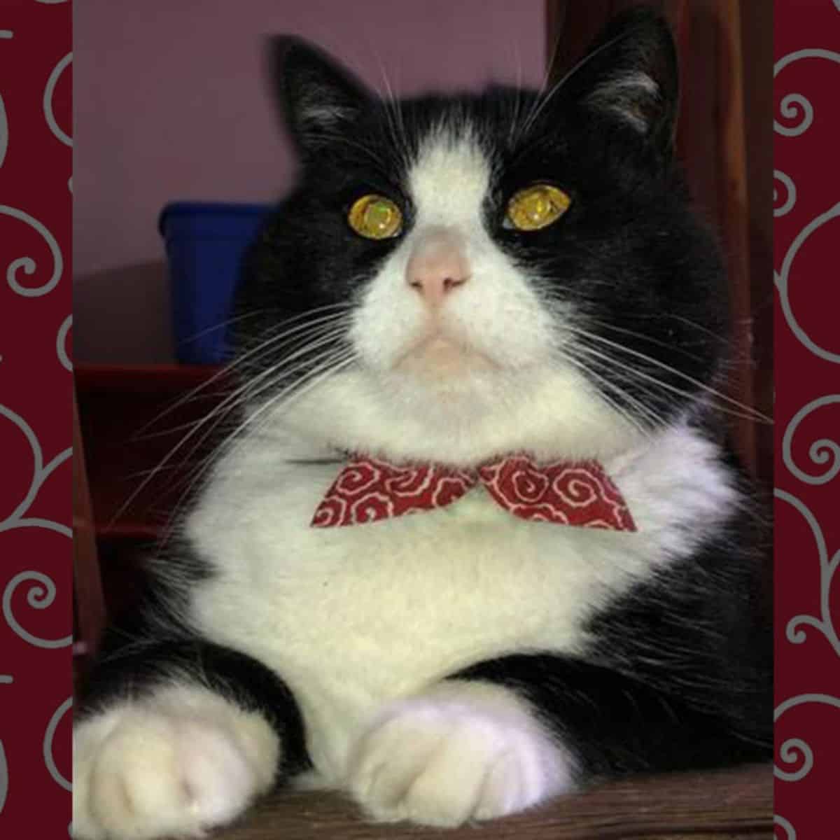 portrait of a cat with a red bow around its neck