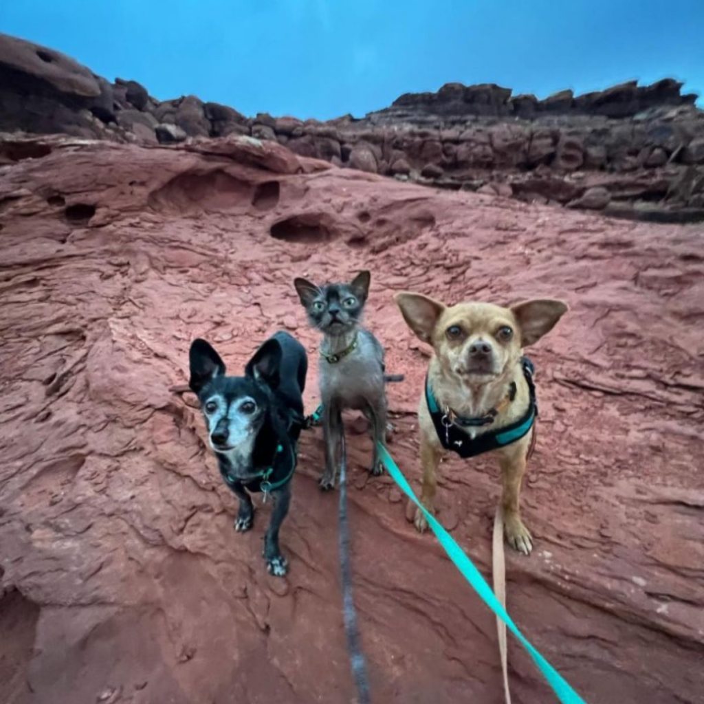 portrait of a cat with dogs on a rock