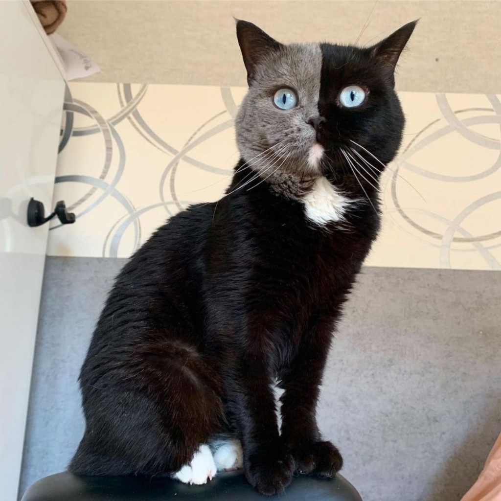 portrait of a cat with two faces sitting on a leather chair