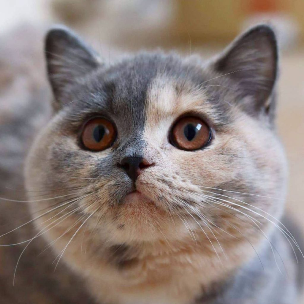 portrait of a cat with two faces with brown eyes