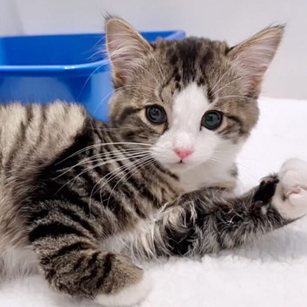 portrait of a cute kitten looking at the camera