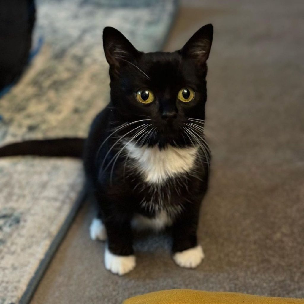 portrait of a dwarf cat with yellow eyes