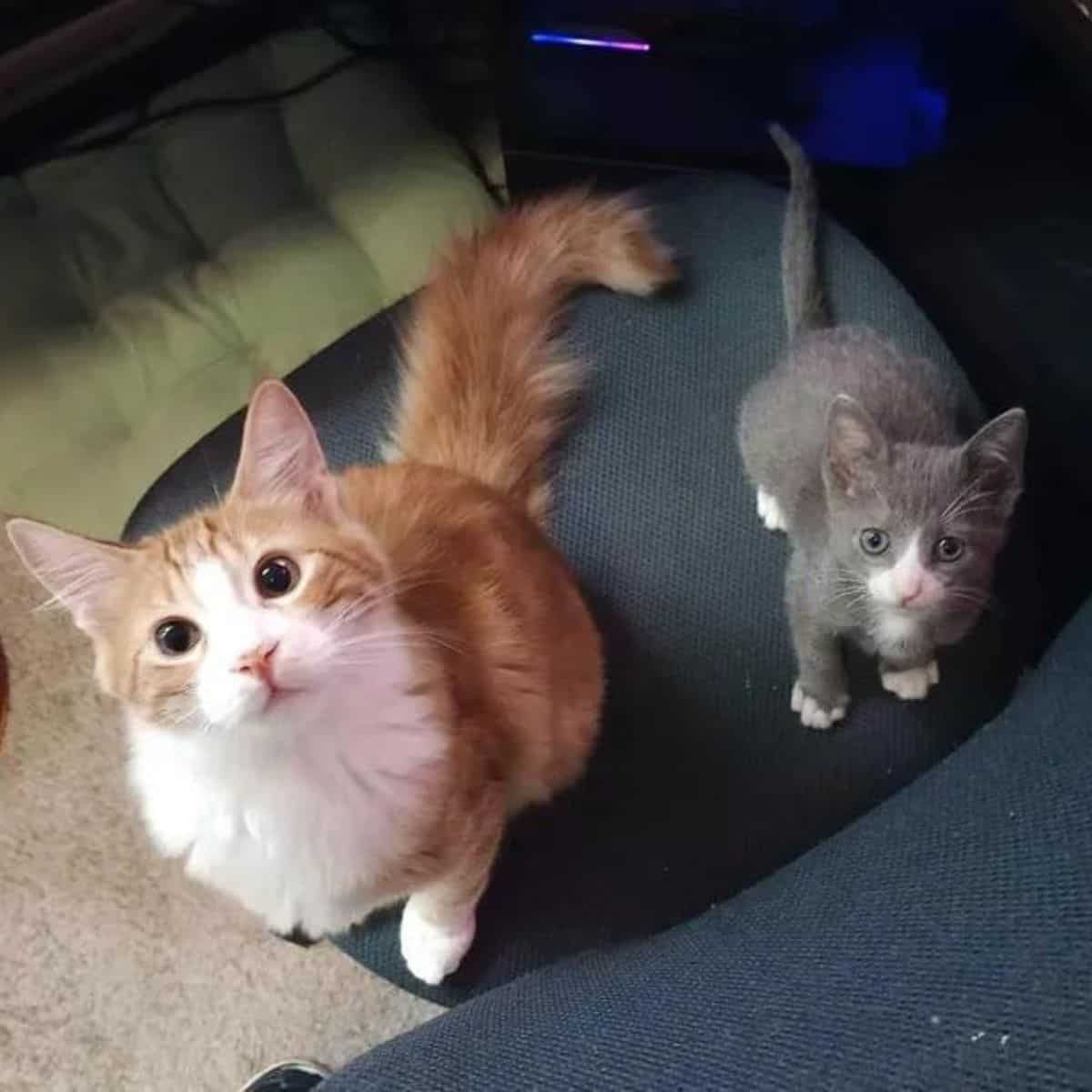 portrait of two cats looking at the camera