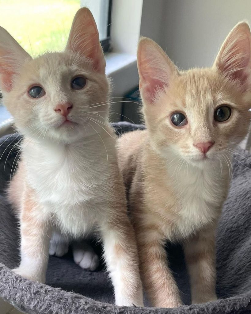 portrait of two white kittens