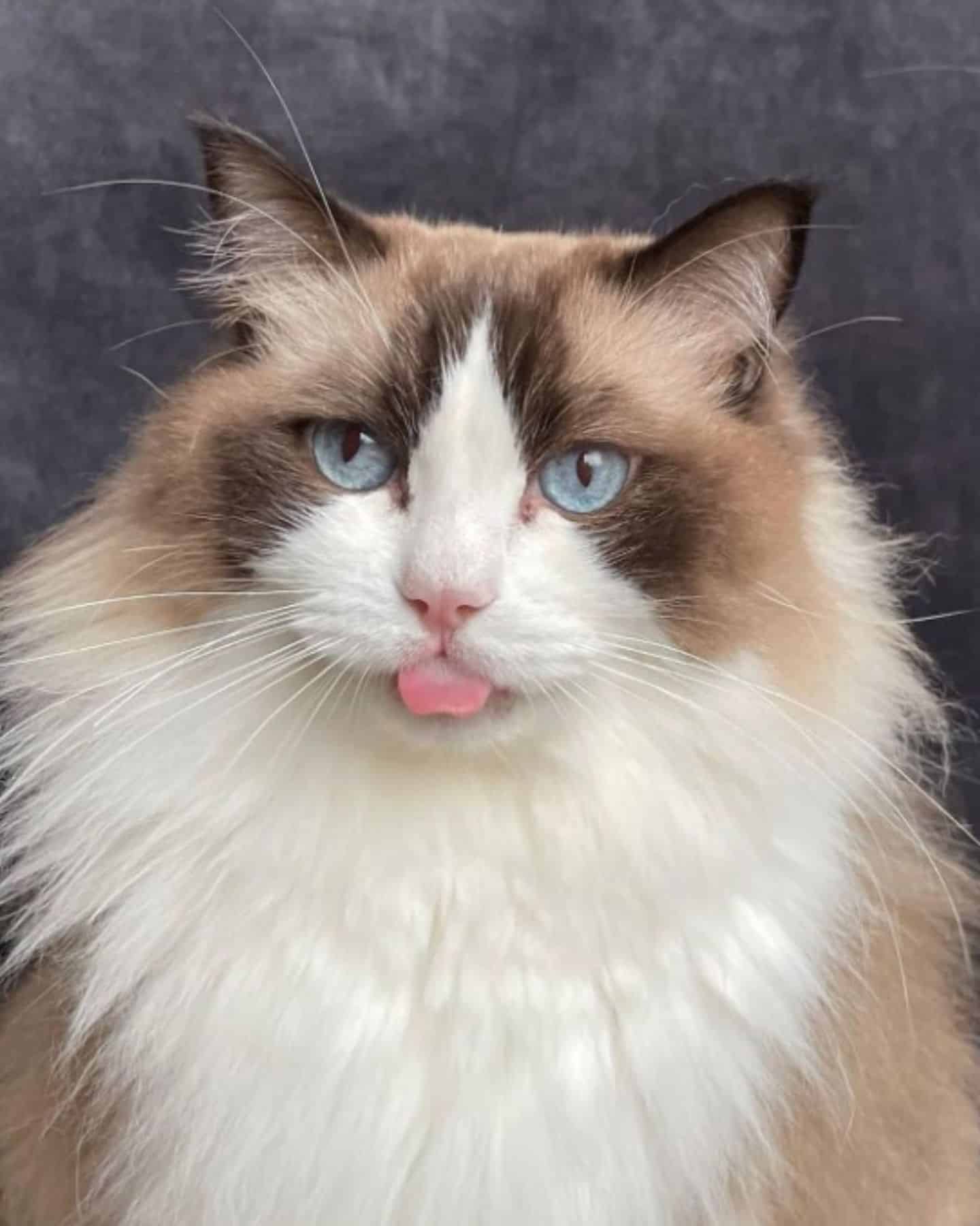 ragdoll cat with tongue out