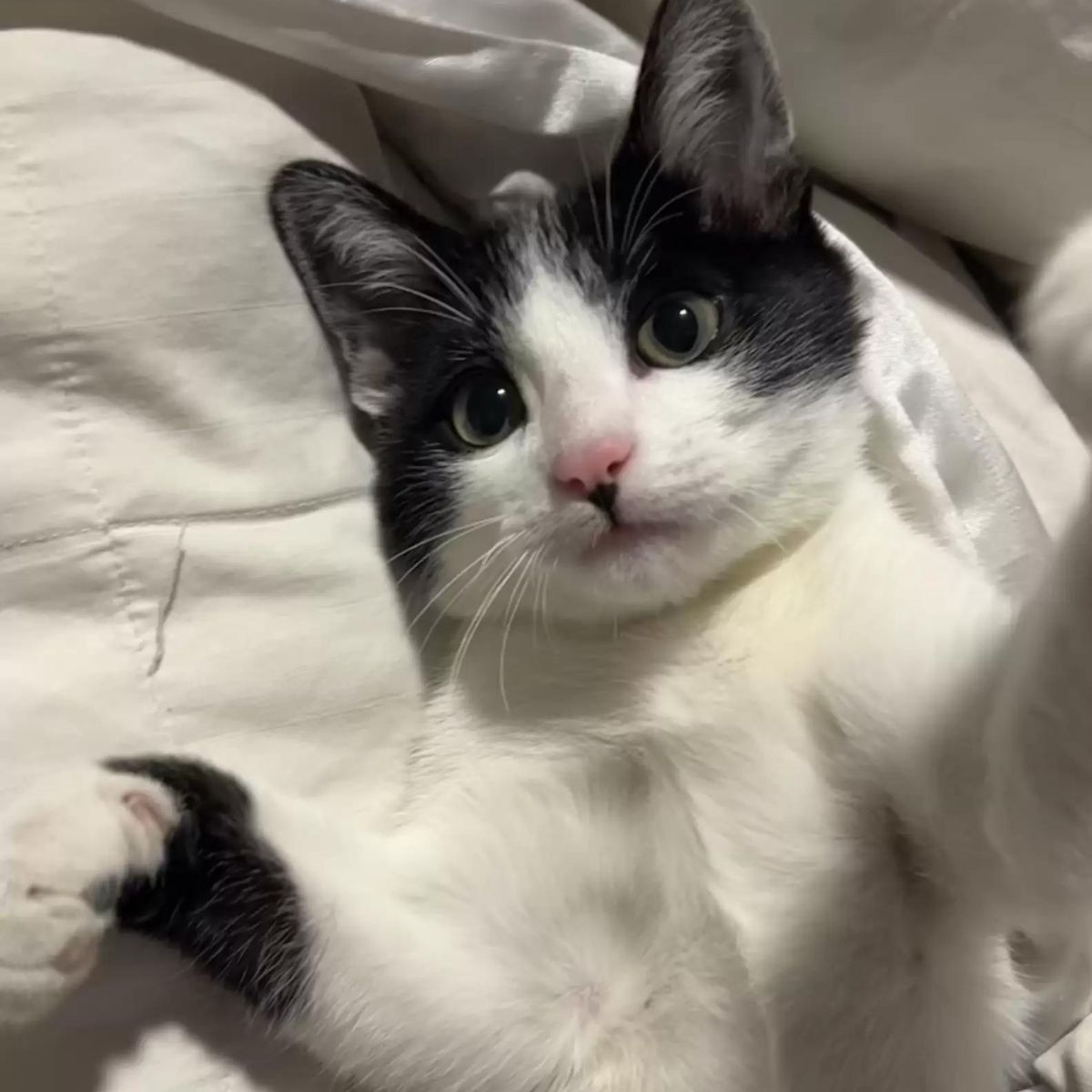 rescued cat lying in bed