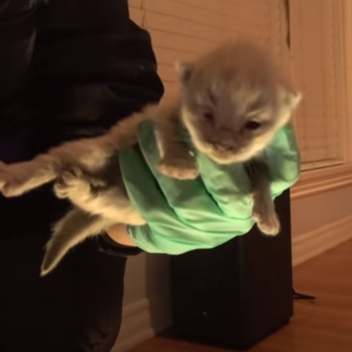 rescuer holding a kittens